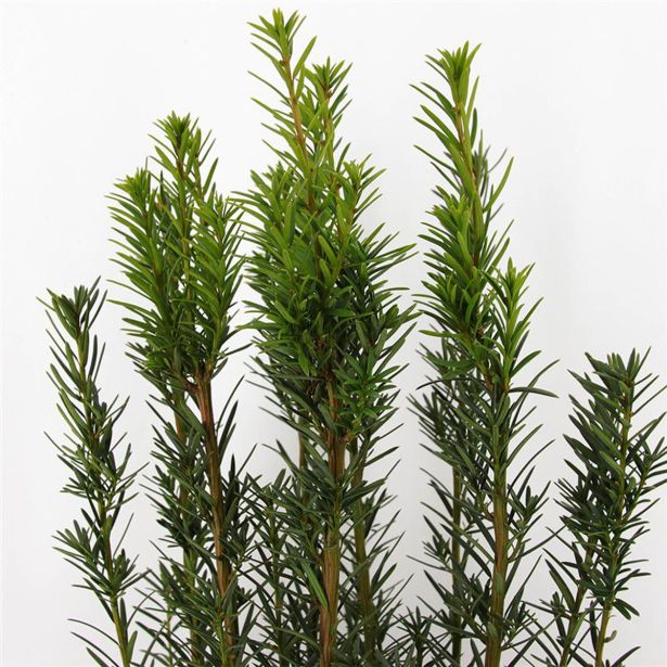 IGLAVEC TISA HICKSII L11 CM