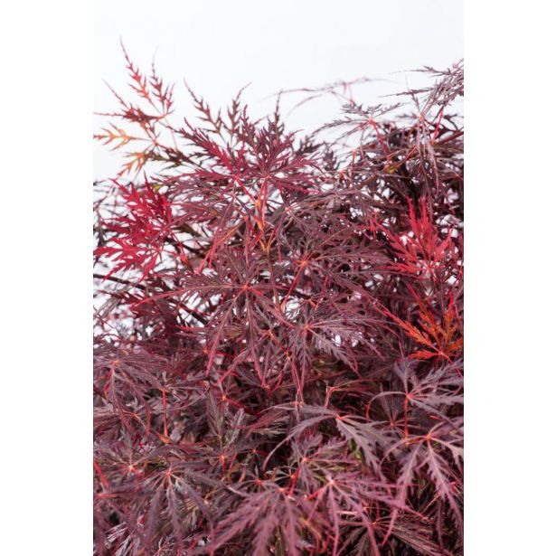 JAVOR FIRECRACKER L3 L
