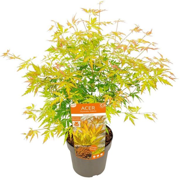 JAVOR JAPONSKI ORANGE LACE L19 CM