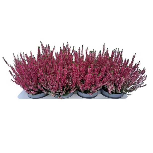 JESENSKA VRESA CALLUNA VULGARIS L11 CM
