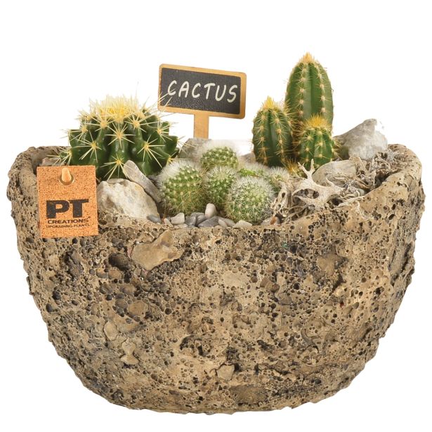 KAKTUS KAKTUS
