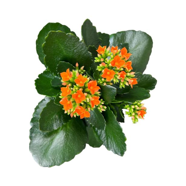 KALANHOJA ENOJEN CVET MIX L10.5 CM