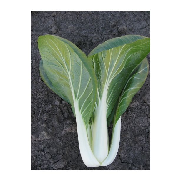 KAPUSNICE SADIKE PAK-CHOI 9 KOS