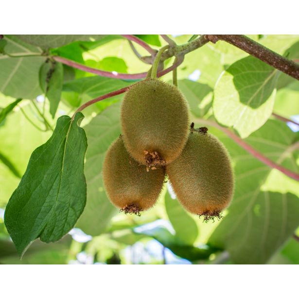 KIVI ACTINIDIA HAYWARD 2L L11X11