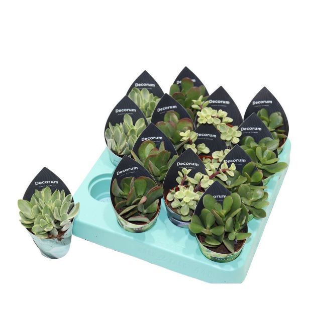 KRASULA MIX L5 CM