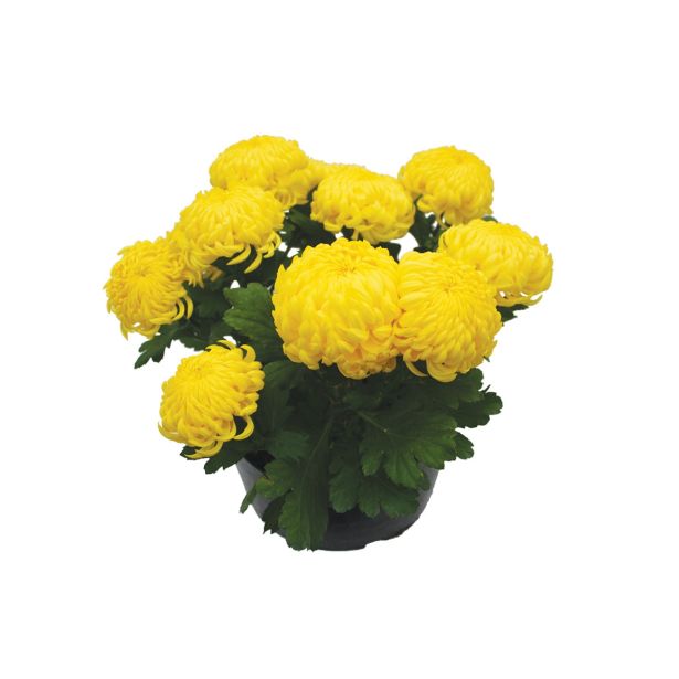 KRIZANTEMA CHRYSANTHEMUM GRANDI- FLORUM L25