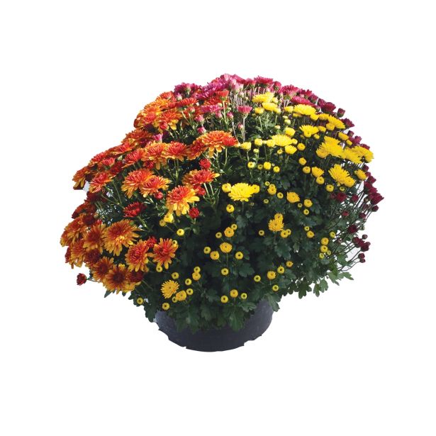 KRIZANTEMA CHRYSANTHEMUM MULTIFLORUM TRIO MIX L25