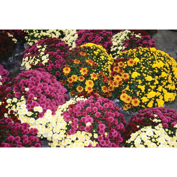 KRIZANTEMA CHRYSANTHEMUM MULTIFLORUM TRIO MIX L25