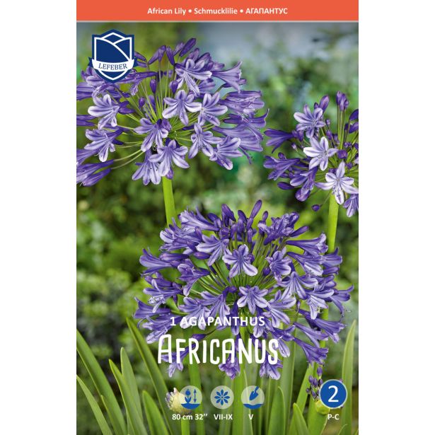 L AGAPANTHUS MODER