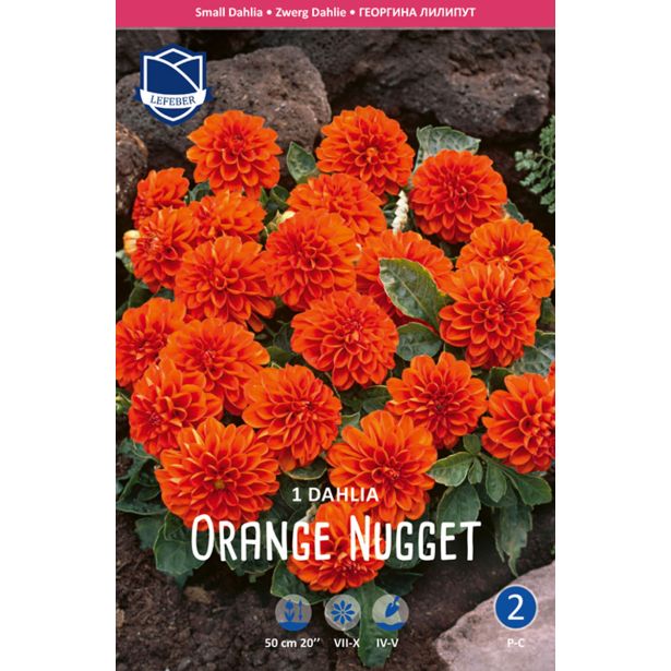 L DALIJA ORANGE NUGGET