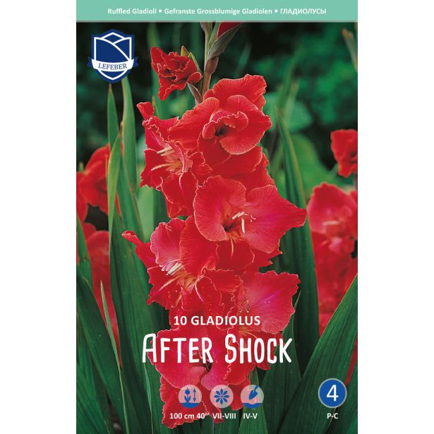 L GLADIOLA AFTER SHOCK