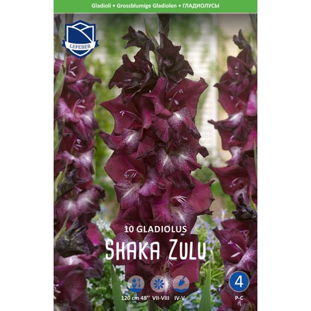 L GLADIOLA SHAKA ZULU