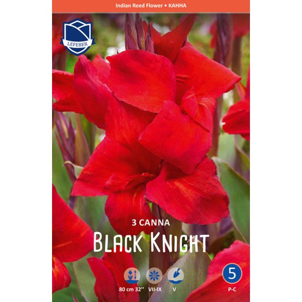 L KANA BLACK NIGHT