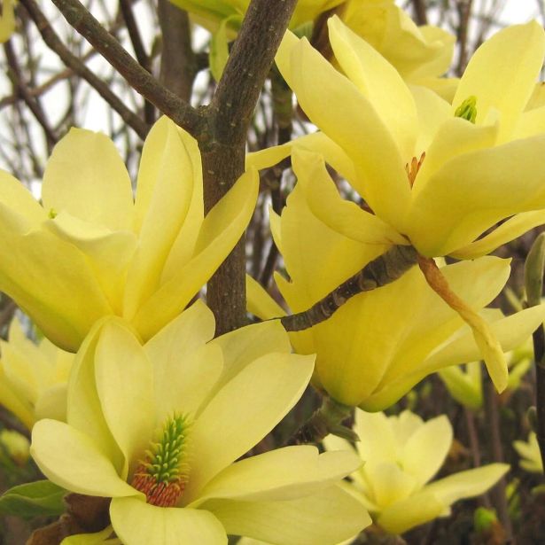 MAGNOLIJA RUMENA (YELLOW RIVER) L23 CM