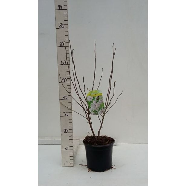 MAGNOLIJA ZVEZDASTA L19