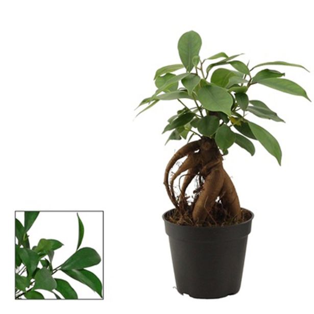 FIKUS MICROCARPA GINGSENG L7