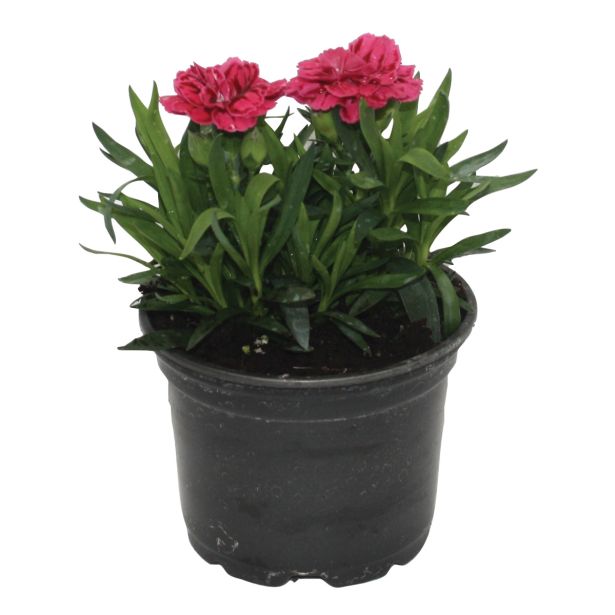 NAGELJ DIANTHUS CARYOPHILLUS L10