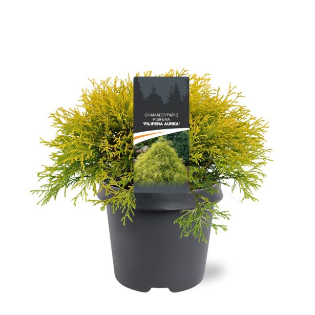 PACIPRESA GRAHASTA FILIFERA AUREA L23