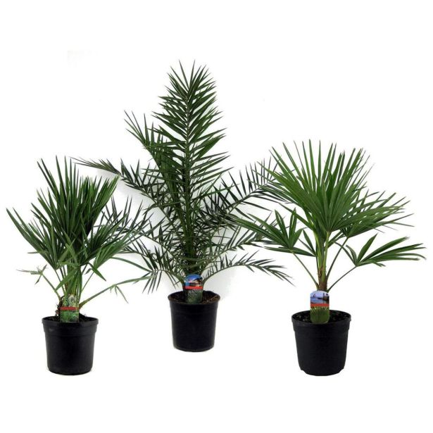 PALMA MIX L21 CM