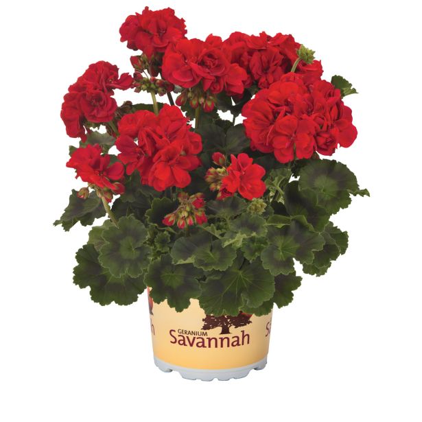 PELARGONIJA SAVANNAH POKONČNA L12