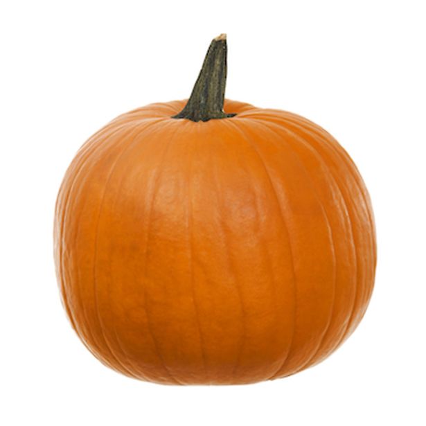 PLODOVKE BUČE L 10 CM