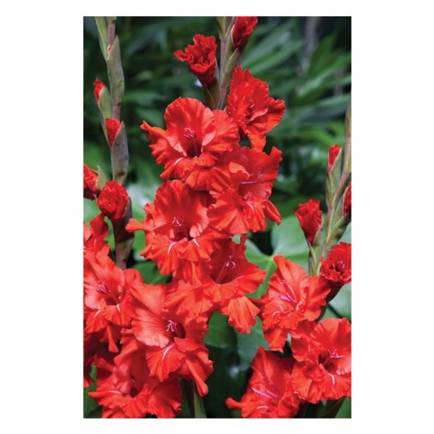 GLADIOLA HOLLAND BULB MARKET GLADIOLA FIRE RUFFLE