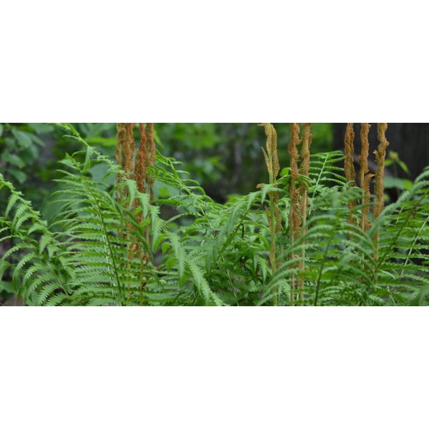 PRAPROT MIX L11 CM