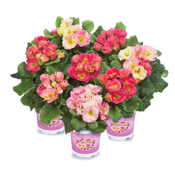 PRIMULA VOLMARY VULGARIS GIRL'S DELIGHT L11