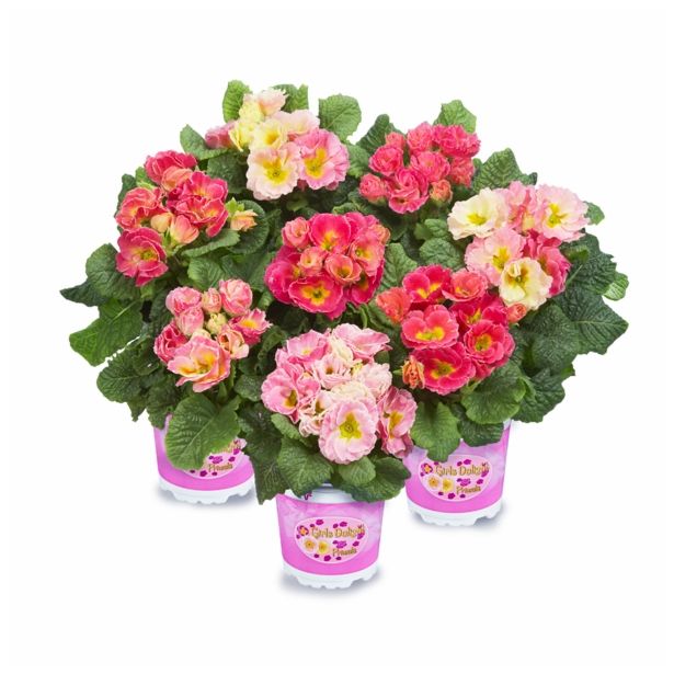 PRIMULA VOLMARY VULGARIS GIRL'S DELIGHT L11