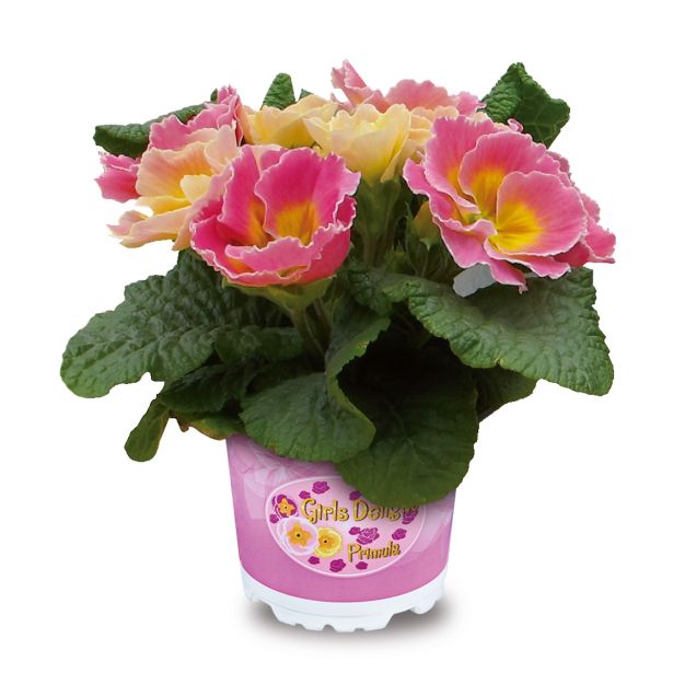 PRIMULA VOLMARY VULGARIS GIRL'S DELIGHT L11