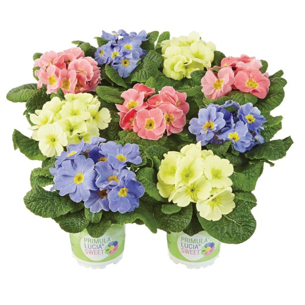 PRIMULA VOLMARY VULGARIS LUCIA SWEET L10.5