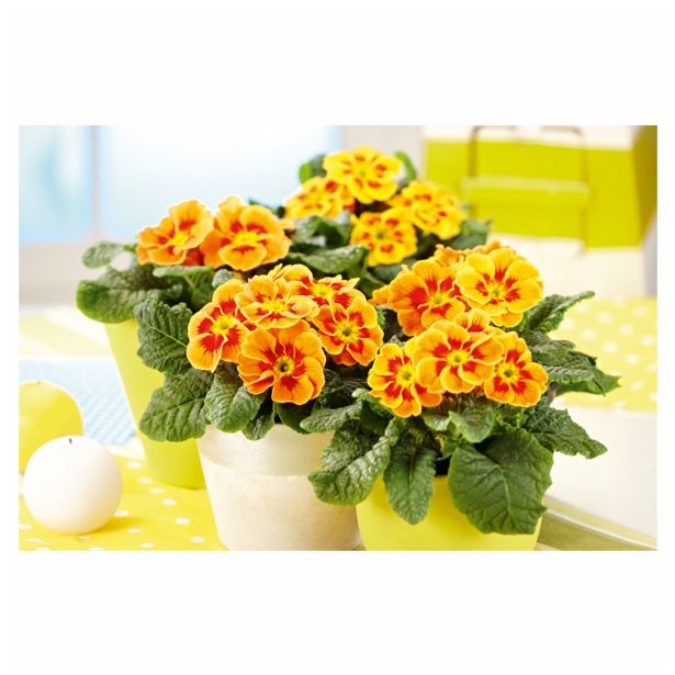 PRIMULA VOLMARY VULGARIS SOLENA L11 MIX F1