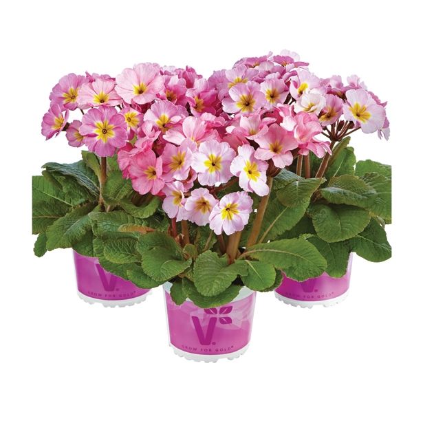 PRIMULA VOLMARY X ELATIOR SYLVITA L13