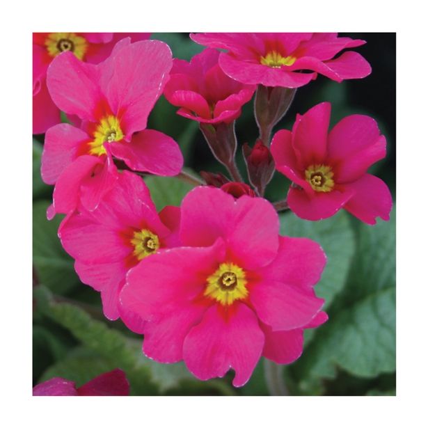 PRIMULA VOLMARY X ELATIOR SYLVITA L13