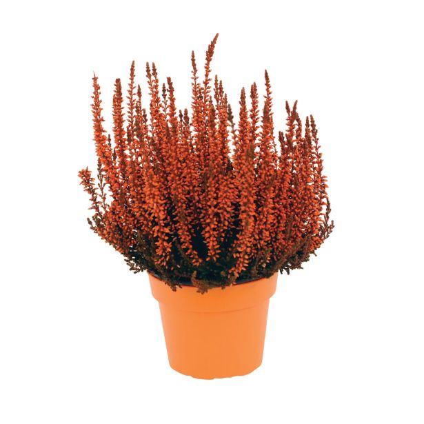 RESA CALLUNA BARVANA