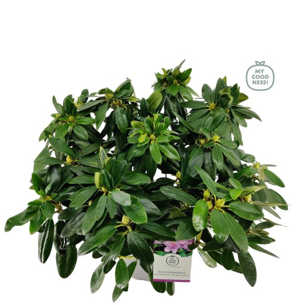 RODODENDRON VELIKOCVETNI L21 CM