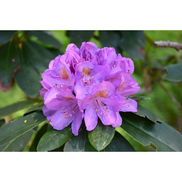 RODODENDRON VELIKOCVETNI L21 CM