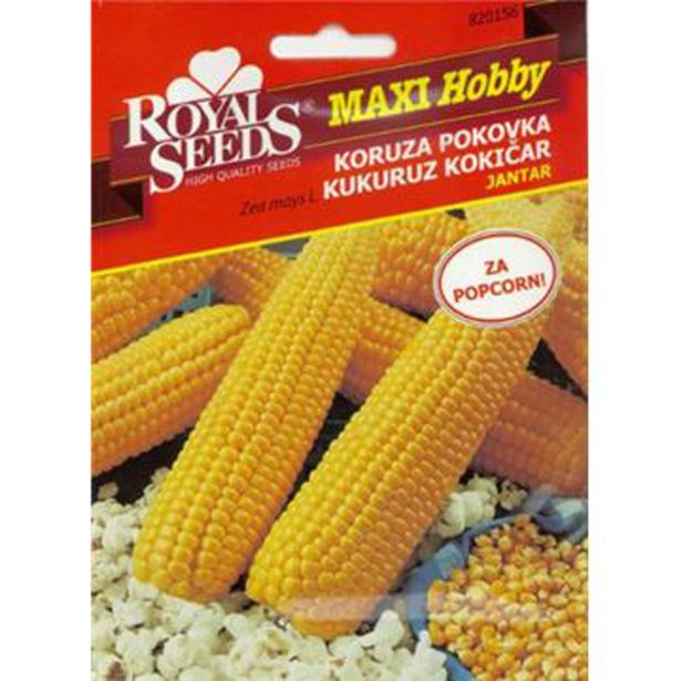 ROYAL SEEDS MAXI HOBBY KORUZA POKOVKA