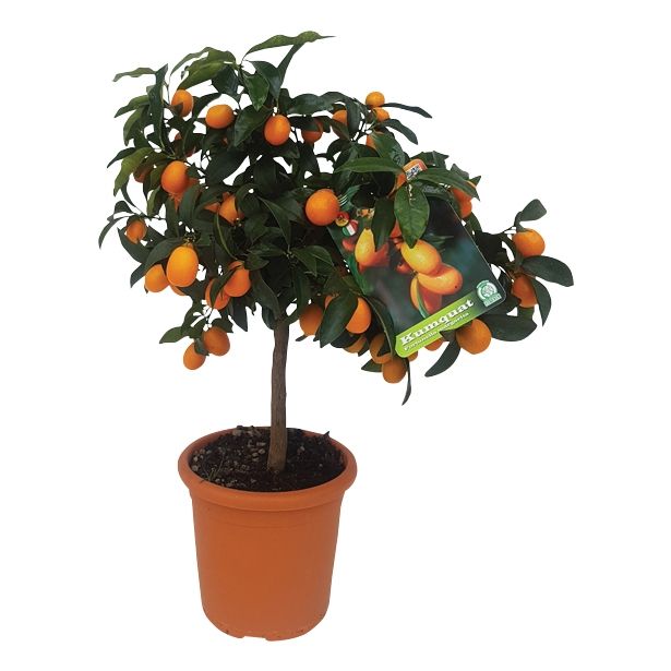 SADNO DREVO KUMQUAT