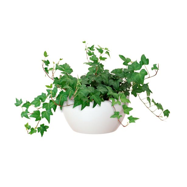 PE NOTRANJI LONEC SAN REMO GLOSSY SKLEDA BELA 23CM