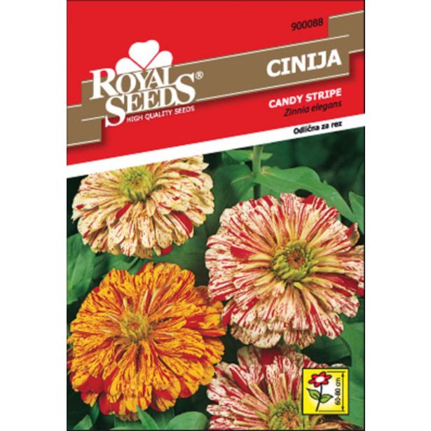 CINIJA ROYAL SEEDS CANDY STRIPE 88