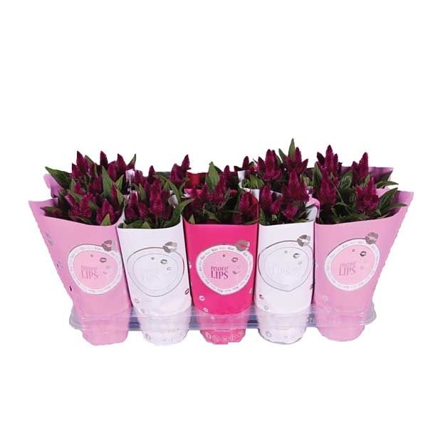 ENOLETNICA CELOSIA DARK PURPLE