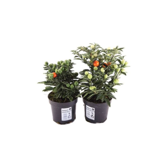 SEZONSKA RASTLINA MADEIRSKI KORALNI GRM SOLANUM PSEUDOCAPSICUM