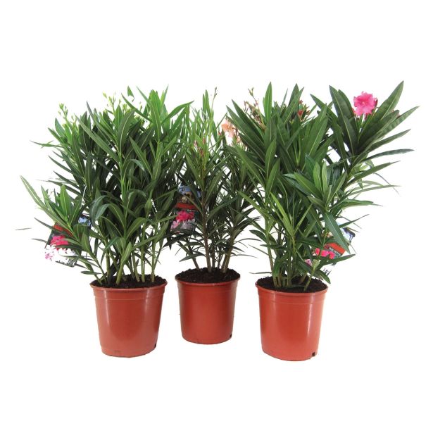 SEZONSKA RASTLINA NAVADNI OLEANDER
