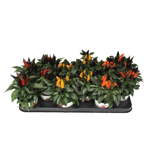 SEZONSKA RASTLINA OKRASNA PAPRIKA