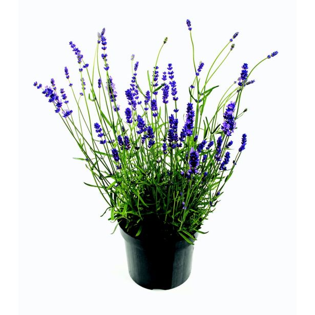 SIVKA ANGUSTIFOLIA L14 VIŠ 35 CM