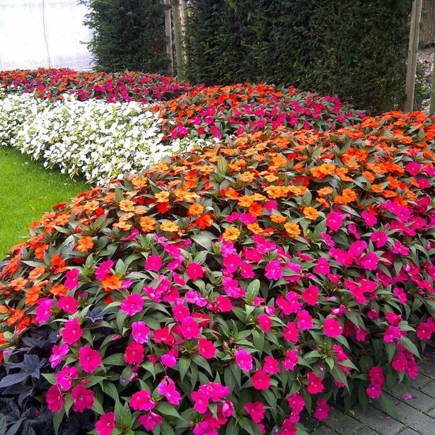 SONČNA VODENKA SUNPATIENS L12 CM