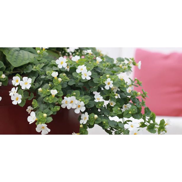 STRUKTURNA CVETOČA RASTL. BACOPA L10