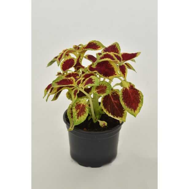 STRUKTURNA NECVETOČA RAS. COLEUS X BLUMEI L9