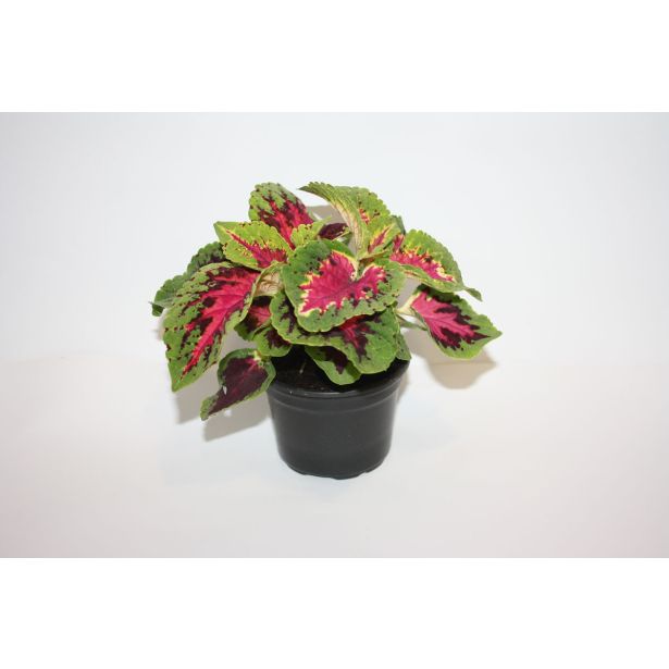 STRUKTURNA NECVETOČA RAS. COLEUS X BLUMEI L9